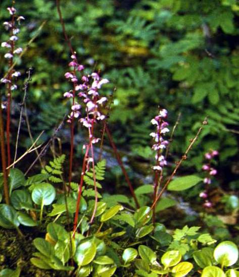  ( Pyrola rotundifolia )