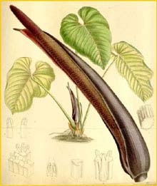   ( Anthurium gustavii ) Curtis's Botanical Magazine