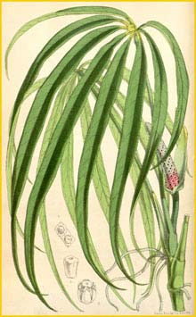   ( Anthurium pentaphyllum ) Curtis's Botanical Magazine