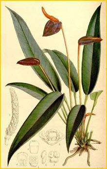    ( Anthurium scherzerianum ) Curtis's Botanical Magazine