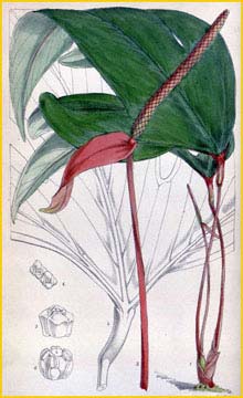    ( Anthurium trifidum ) Curtis's Botanical Magazine