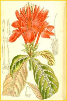   ( Aphelandra fascinator ) Curtis's Botanical Magazine 1911