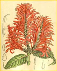  ( Aphelandra tetragona ) Curtis's Botanical Magazine 1909