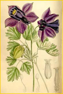  /   ( Aquilegia alpina )  Curtis's Botanical Magazine 1910
