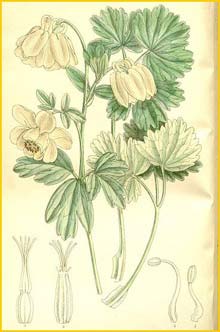  /    ( Aquilegia flabellata nivea )  Curtis's Botanical Magazine 1911