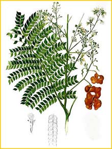   ( Archidendron scutiferum ) Flora de Filipinas 1880-1883 by Francisco Manuel Blanco