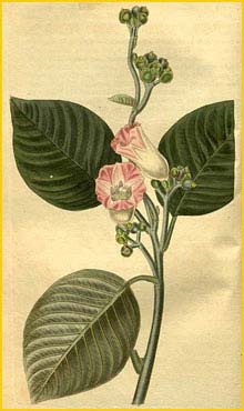   ( Argyreia splendens )  Curtis's Botanical Magazine 1826