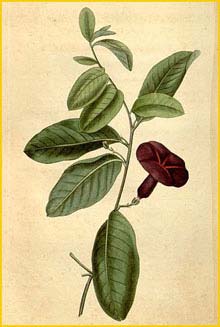   ( Argyreia cuneata )  Curtis's Botanical Magazine 1820