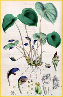   ( Ariopsis peltata ) Curtis's Botanical Magazine