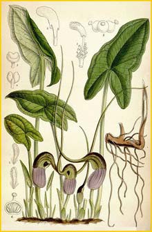    ( Arisarum proboscideum  ) Curtis's Botanical Magazine