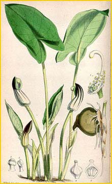   ( Arisarum vulgare ) Curtis's Botanical Magazine