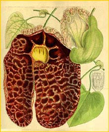   ( Aristolochia gigantea ) Curtis's Botanical Magazine 1914