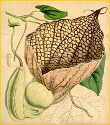   ( Aristolochia grandiflora / gigas ) Curtis's Botanical Magazine 1846
