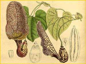   ( Aristolochia lawrenceae ) Curtis's Botanical Magazine 1916