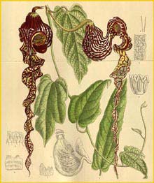   ( Aristolochia longecaudata ) Curtis's Botanical Magazine 1915