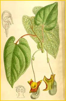   ( Aristolochia moupinensis ) Curtis's Botanical Magazine 1910