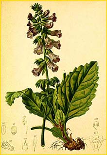   ( Horminum pyrenaicum ) Atlas der Alpenflora (1882) by Anton Hartinger
