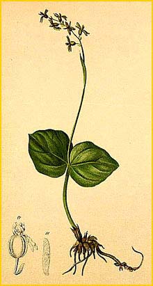   ( Listera cordifolia ) Atlas der Alpenflora (1882) by Anton Hartinger
