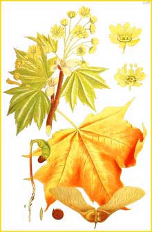   ( Acer platanoides ) Bilder ur Nordens Flora (1926) by Carl Lindman 