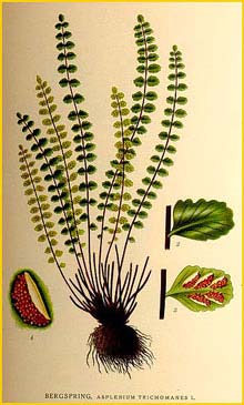   ( Asplenium trichomanes ) Bilder ur Nordens Flora (1926) by Carl Lindman 