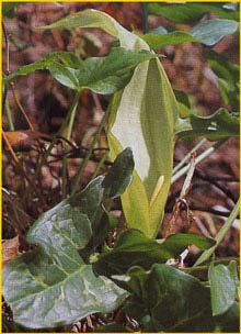   (Arum italicum)