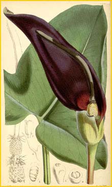    ( Arum palestinum )  Curtis's Botanical Magazine