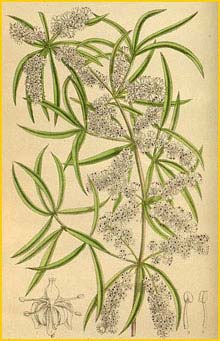   ( Asparagus falcatus ) Curtis's Botanical Magazine