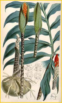   /     ( Asterostigma luschnathianum ) Curtis's Botanical Magazine