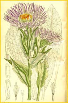   ( Aster falconeri ) Curtis's Botanical Magazine 1911