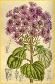   ( Aster fuscescens ) Curtis's Botanical Magazine 1917