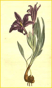   ( Babiana sambucina ) Curtis's Botanical Magazine