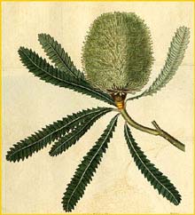   ( Banksia aemula ) Curtis's Botanical Magazine