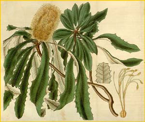   ( anksia integrifolia )  Curtis's Botanical Magazine