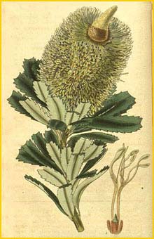   ( anksia marcescens )  Curtis's Botanical Magazine