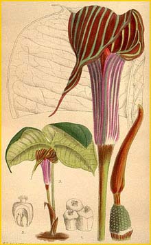   ( Arisaema fargesii ) from Curtis's Botanical Magazine