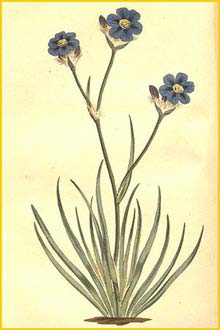   /  ( Aristea africana / cyanea ) from Curtis's Botanical Magazine