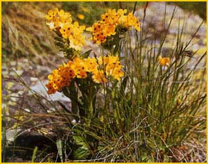   ( Arnebia pulchra / echioides / longiflora / Macrotomia echioides )