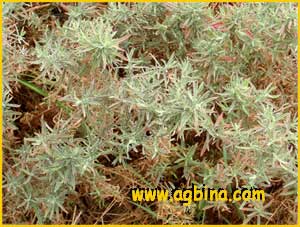   ( Epilobium canum / Zauschneria californica subsp. cana )