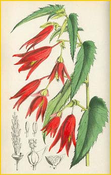     ( Begonia boliviensis ) Curtis's Botanical Magazine
