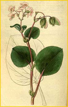    ( Begonia cucullata var. hookeri ) Curtis's Botanical Magazine