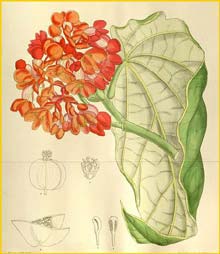     ( Begonia dichroa )  Curtis's Botanical Magazine 1912