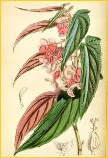     ( Begonia falcifolia )  Curtis's Botanical Magazine 