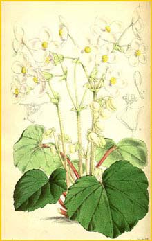     ( Begonia geranioides )  Curtis's Botanical Magazine 
