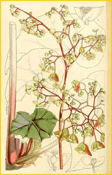     ( Begonia glandulosa )  Curtis's Botanical Magazine
