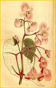    .  ( Begonia grandis ssp. grandis ) Curtis's Botanical Magazine