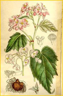    .  ( Begonia grandis ssp. holostyla  ) Curtis's Botanical Magazine