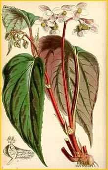    ( Begonia hatacoa var. hatacoa  ) Curtis's Botanical Magazine