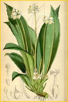    ( Begonia herbacea  ) Curtis's Botanical Magazine