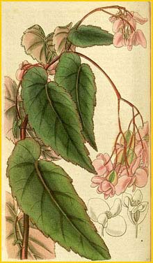     ( Begonia incarnata ) Curtis's Botanical Magazine