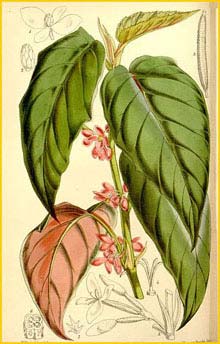     ( Begonia mannii ) Curtis's Botanical Magazine